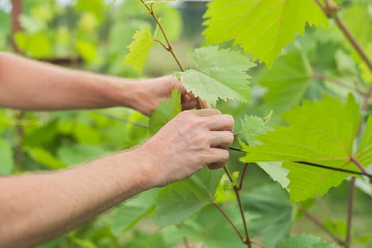 Hands of man working in vineyard in spring summer season. Tying vine bush, forming plant