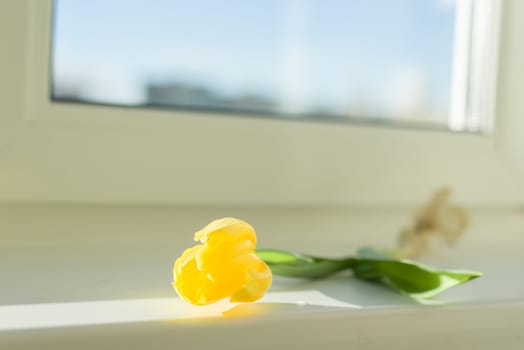 One flower yellow tulip with bulb on window sill, sunny spring day.