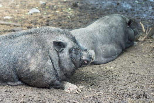 Couple of black Vietnamese pigs at farm. Female pig and male wild boar lying and resting on the ground