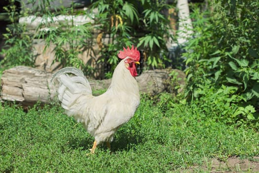 White rooster male walking on the grass of a farm.