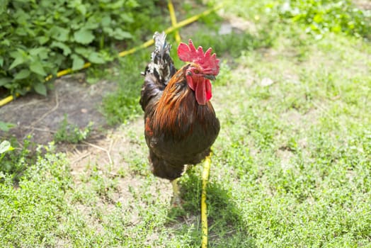 Colorful black rooster male walking on the grass of a farm.