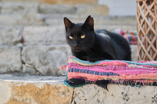 Beautiful adult black male cat lying on a colored rug, outdoor