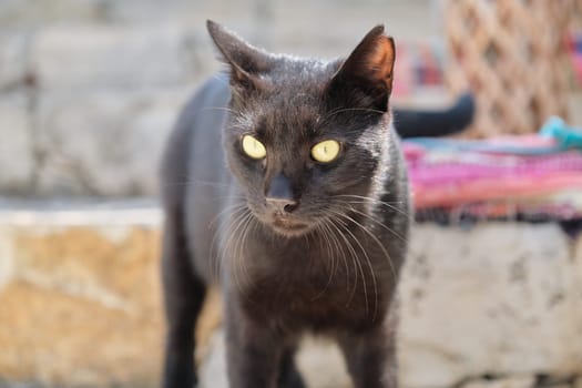 Beautiful adult black male cat with yellow eyes, outdoor, street predator with injured ear