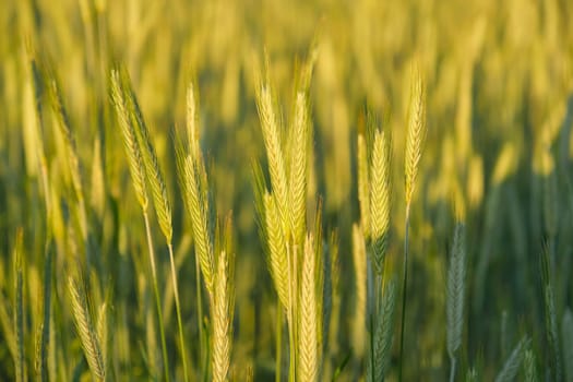 Background, texture, agricultural field of green wheat, spring summer season