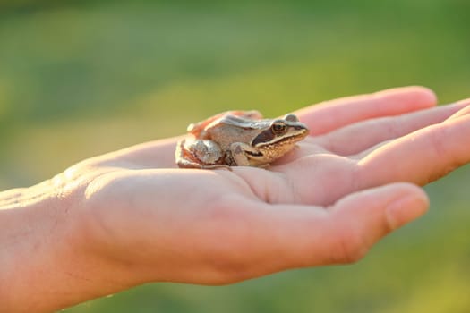 Close-up of little green frog sitting on girl hand, background green nature grass
