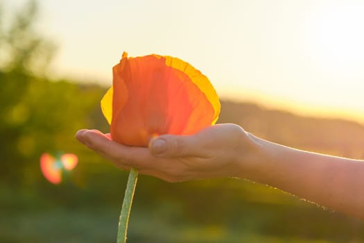 One red poppy flower in woman hand, background green nature, sky, sunset, golden hour, copy space