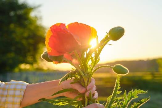 Bouquet of red poppies flowers in a female hand, background green nature sky sunset, golden hour