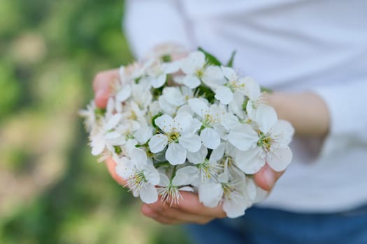 Hello spring, Happy Mothers Day. Blooming white cherry in hands of girl, close-up, outdoor