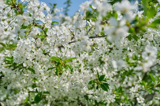 Background image, spring flowering cherry tree, closeup of a branch with white flowers