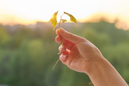 Hand holding sprout of small maple tree, conceptual photo background sunset golden hour