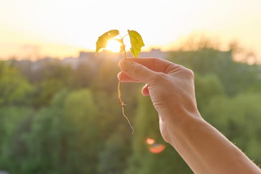 Hand holding sprout of small maple tree, conceptual photo background sunset golden hour