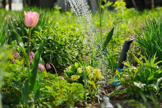 Spring flowers in flowerbed in garden, planting and watering from watering can plants, primroses, tulips