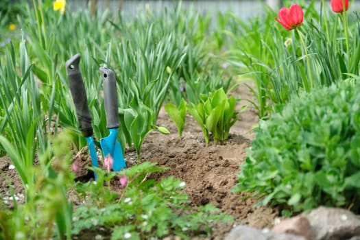 Springtime, spring season gardening, soil garden tools and young green plants.