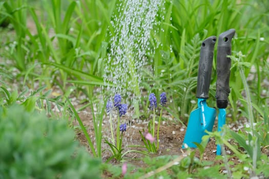 Springtime, spring seasonal gardening. Woman hands with garden tools working with soil and watering blue muscari flowers Grape Hyacinth with young green plants