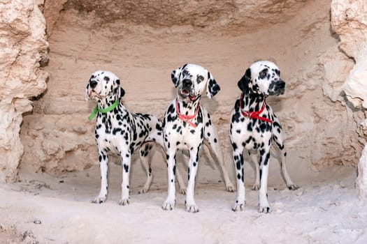 Portrait of three beautiful young Dalmatian dogs standing in a cave.