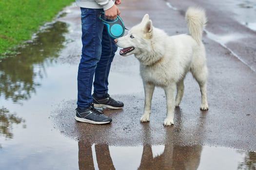 Boy walking a dog on rainy day, white husky with male on the road near puddle
