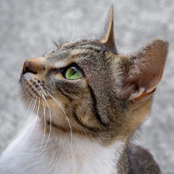 Head portrait shot of young male cat. Close-up head shot of a cat