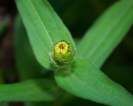 Summer flower on a green blurred background, detailed photo of summer flower