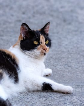 Female stray cat lying and looking at the camera, tabby cat head image