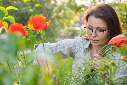 Beautiful mature woman in spring garden cutting bouquet of red poppies flowers