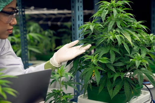 Female scientist wearing disposal cap carrying laptop and inspecting at gratifying cannabis plants in curative indoor cannabis farm. Concept of cannabis product for medical purpose in grow facilities.