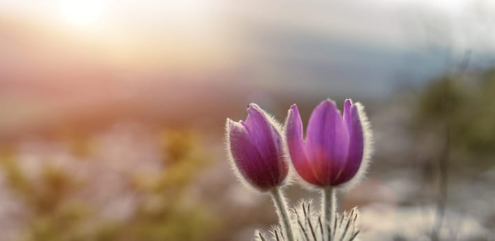 Dream grass spring flower. Pulsatilla blooms in early spring in forests and mountains. Purple pulsatilla flowers close up in the snow.