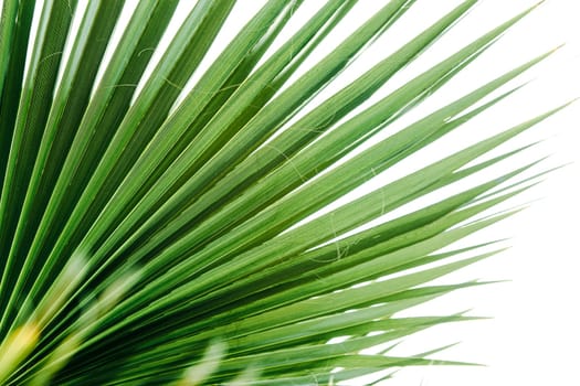 Green palm leaves, natural background