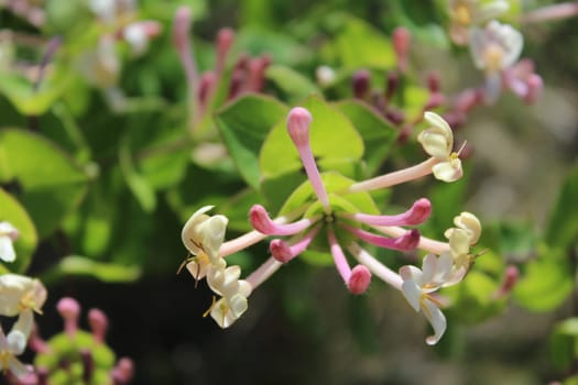 Flowers of the mountains of Vallirana, Barcelona, Spain