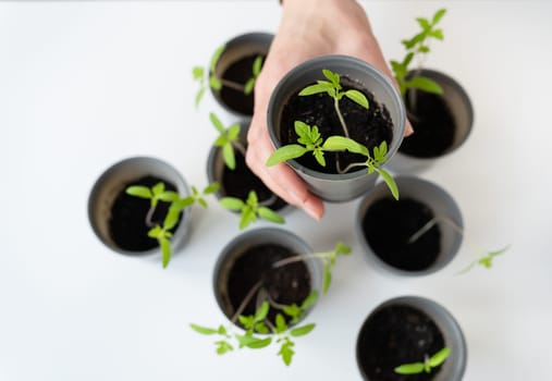 A plastic cup with soil in which young green tomatoes are placed for seedlings. Young seedlings in the hands of a woman against the background of other glasses