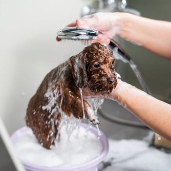 Woman shampooing brown mini toy poodle in grooming salon