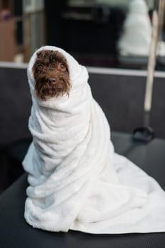Cute brown mini poodle wrapped in a white towel after washing in a grooming salon