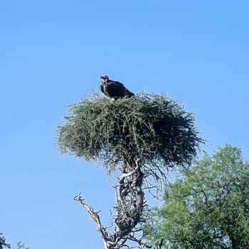 Lappetfaced Volture, (Torgos tracheliotus), Africa, Namibia, Oshikoto, Etosha National Park