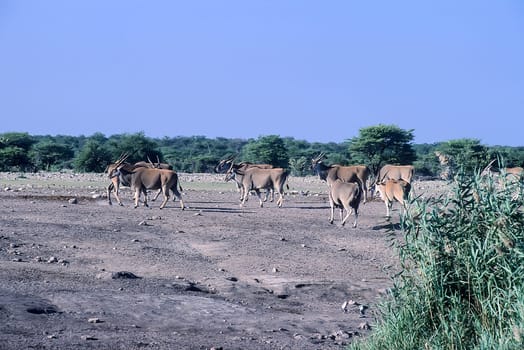 Eland, (Taurotragus oryx), Africa, Namibia, Oshikoto, Etosha National Park