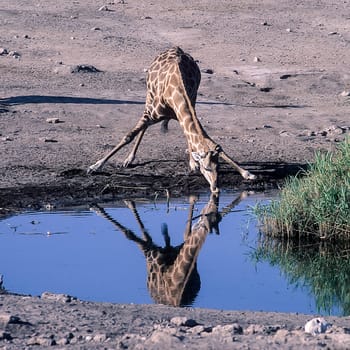 Giraffe, (Giraffa camelopardalis), Africa, Namibia, Oshikoto, Etosha National Park
