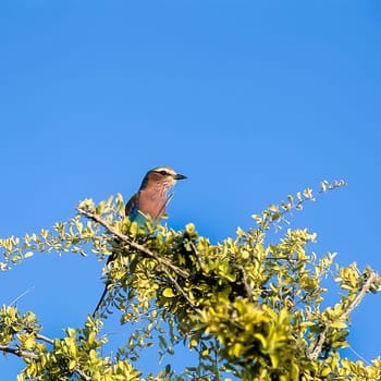 Lilacbreasted Roller, (Coracias caudata), Africa, Namibia, Oshikoto, Etosha National Park