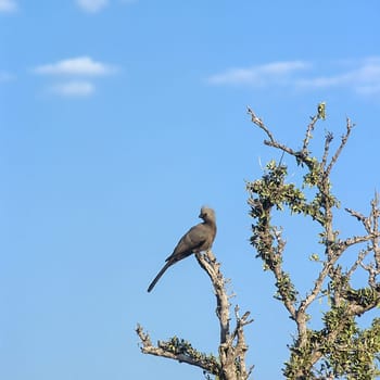 Grey Lourie, (Corythaixoides concolor), Africa, Namibia, Oshikoto, Etosha National Park