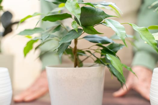 Home gardening, hobby, freelancing, cozy workplace. Grandmother gardener housewife in an apron pot with ficus benjamin.