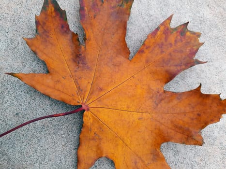 Yellow autumn maple leaf on gray concrete in the park close-up.