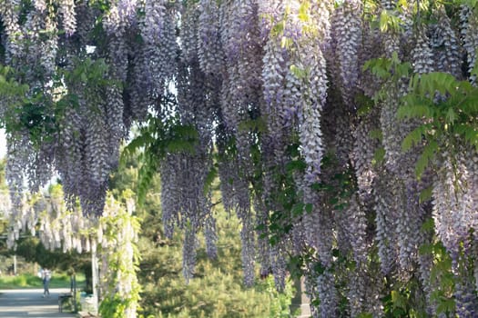 Close up view of beautiful purple wisteria blossoms hanging down from a trellis in a garden with sunlight shining from above through the branches on a sunny spring day