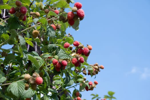 a lot of fresh ripe raspberries on the bushes in the garden against the blue sky, organic berries with green leaves on the branches, Summer garden in the village,space for text, High quality photo.