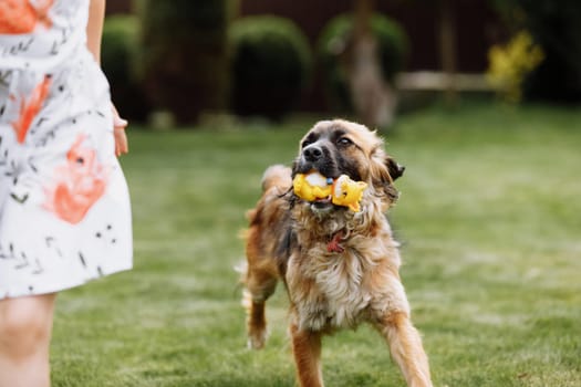 A cute little girl is playing with her pet dog outdooors on grass at home. photo out of focus due to running dog.