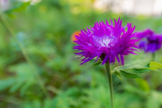 A small purple flower among many green bushes around