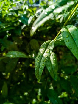 Small green leaves of small bushes full of water drops of morning dew