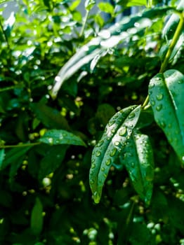 Small green leaves of small bushes full of water drops of morning dew