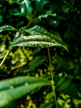 Small green leaves of small bushes full of water drops of morning dew