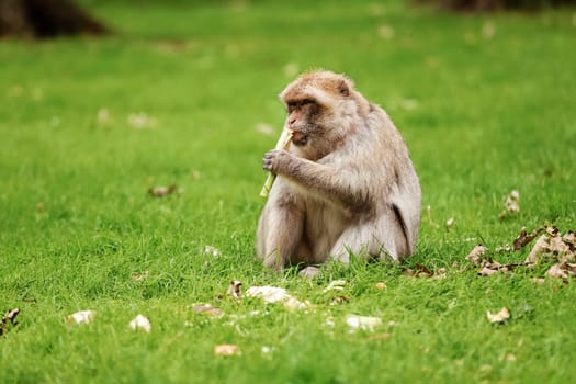 Macaque on the grass. Little popular monkey. monkey in the zoo on the grass