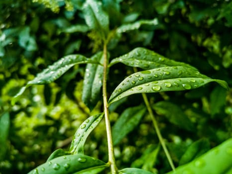 Small green leaves of small bushes full of water drops of morning dew