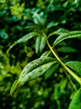 Small green leaves of small bushes full of water drops of morning dew