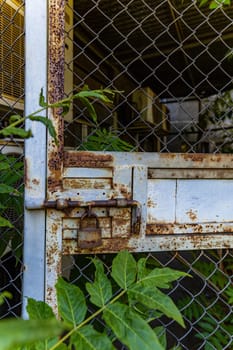 Old rusty gate closed with an old rusty padlock which is surrounded by bushes