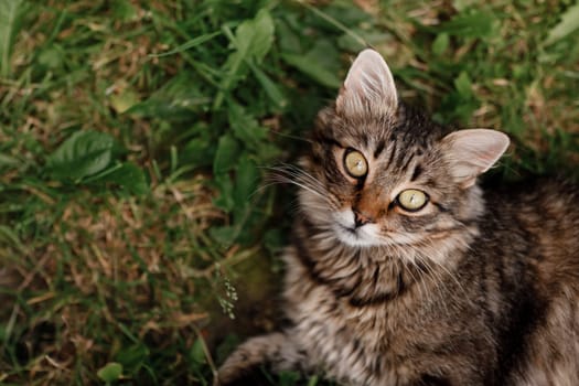 cat lying on the grass. gray cat with beautiful eyes